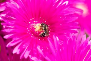 Une abeille butine dans une fleur rose flashy.